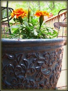 25th May 2013 - Flower Pot