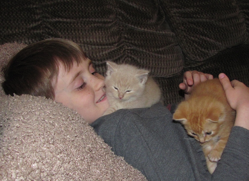 Clayton and the Kittens by julie