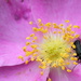 Bug on Rose by jankoos