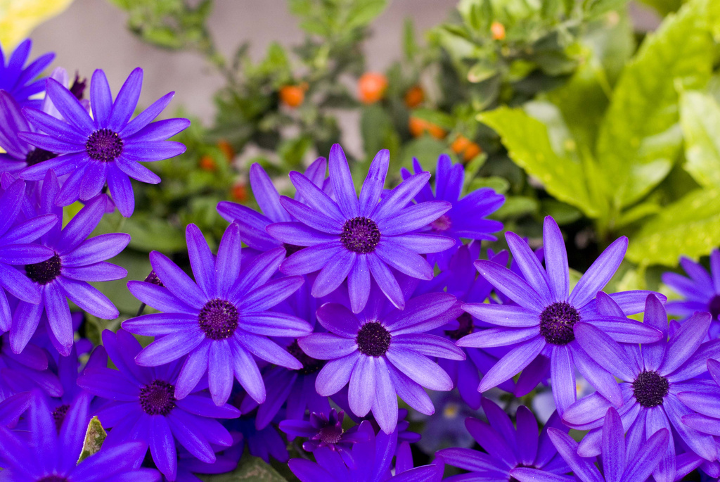 Purple flowers by tracybeautychick
