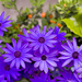 Purple flowers by tracybeautychick