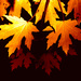 Autumn leaves by yentlski