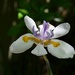 Walking iris -- blooms for one day only and then fades away by congaree