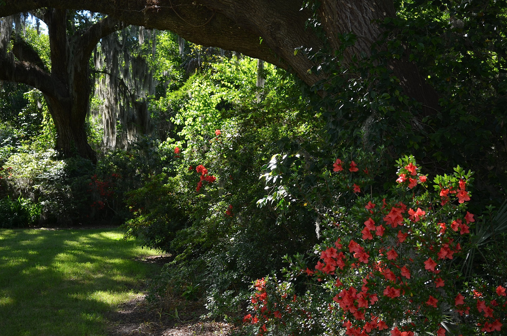 Magnolia Gardens, Charleston, SC by congaree