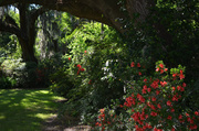 25th May 2013 - Magnolia Gardens, Charleston, SC