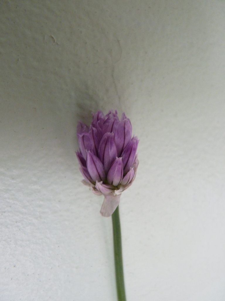 Chive flower by lellie