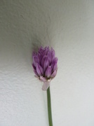 26th May 2013 - Chive flower