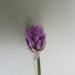 Chive flower by lellie
