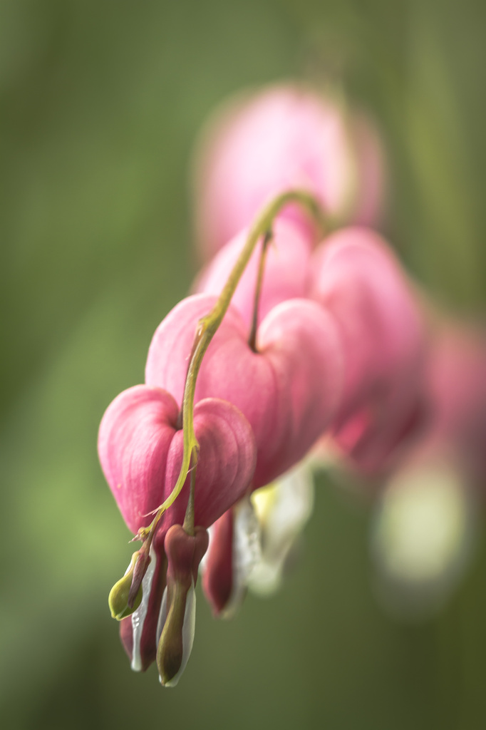 dicentra by jantan