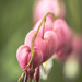 dicentra by jantan