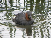 7th May 2013 - Little Grebe