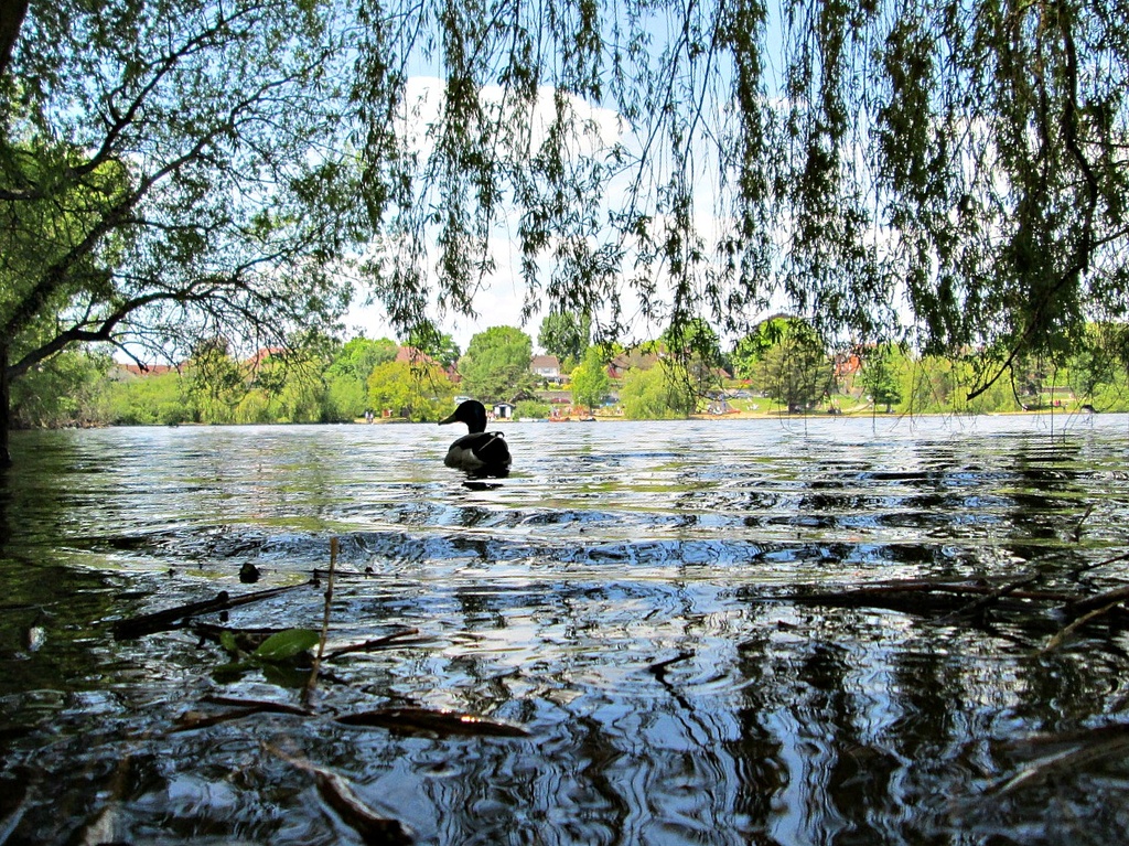 on Heath Pond at Petersfield by quietpurplehaze