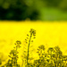 26th May Field of Gold by pamknowler