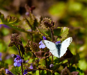 26th May 2013 - 26th May Small White Butterfly