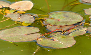 5th Apr 2013 - 26th May Large Red Damselflies