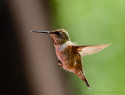 26th May 2013 - First Hummer At the Feeder