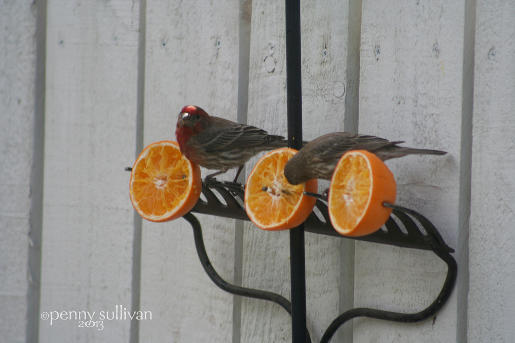 129_2013 Make shift bird feeder. by pennyrae