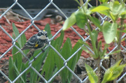 14th May 2013 - 134_2013 Yellow Rumped Warbler