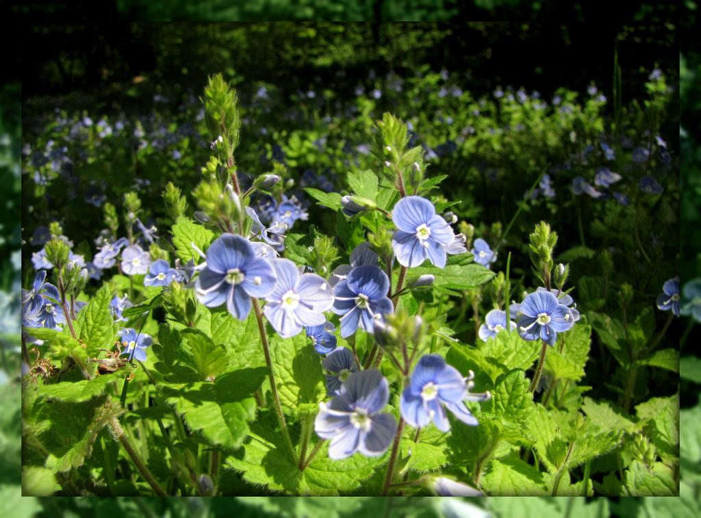 Speedwell blue by busylady