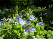 26th May 2013 - Speedwell blue