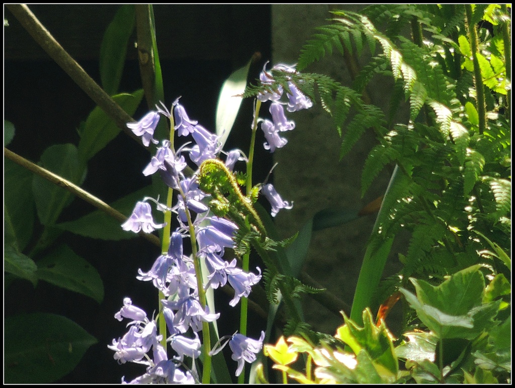 Bluebells in the sunshine by rosiekind