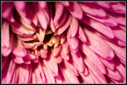26th May 2013 - marco chrysanthemum