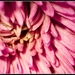 marco chrysanthemum by nicolaeastwood