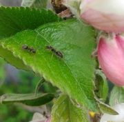 25th May 2013 - #149 Ants