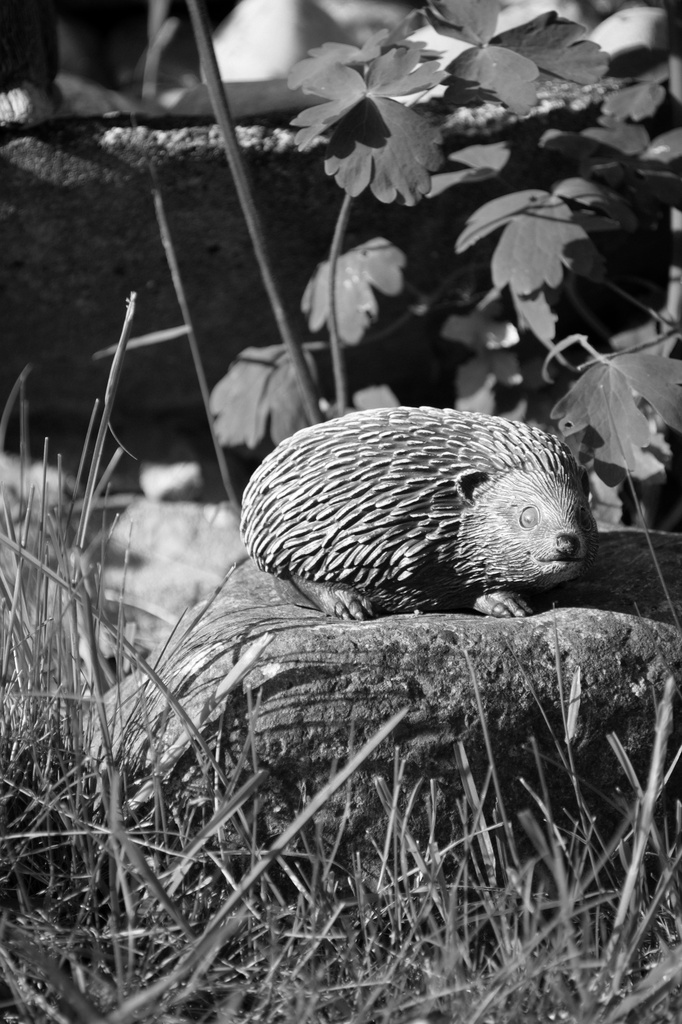 Tiggywinkle by philr