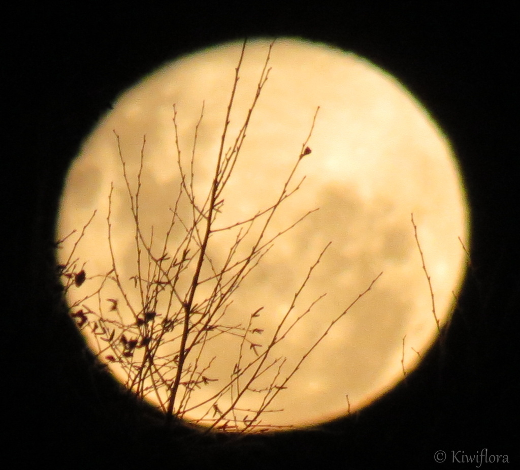 Moon Rise by kiwiflora