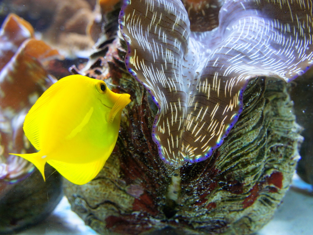 Yellow fish and giant clam by boxplayer
