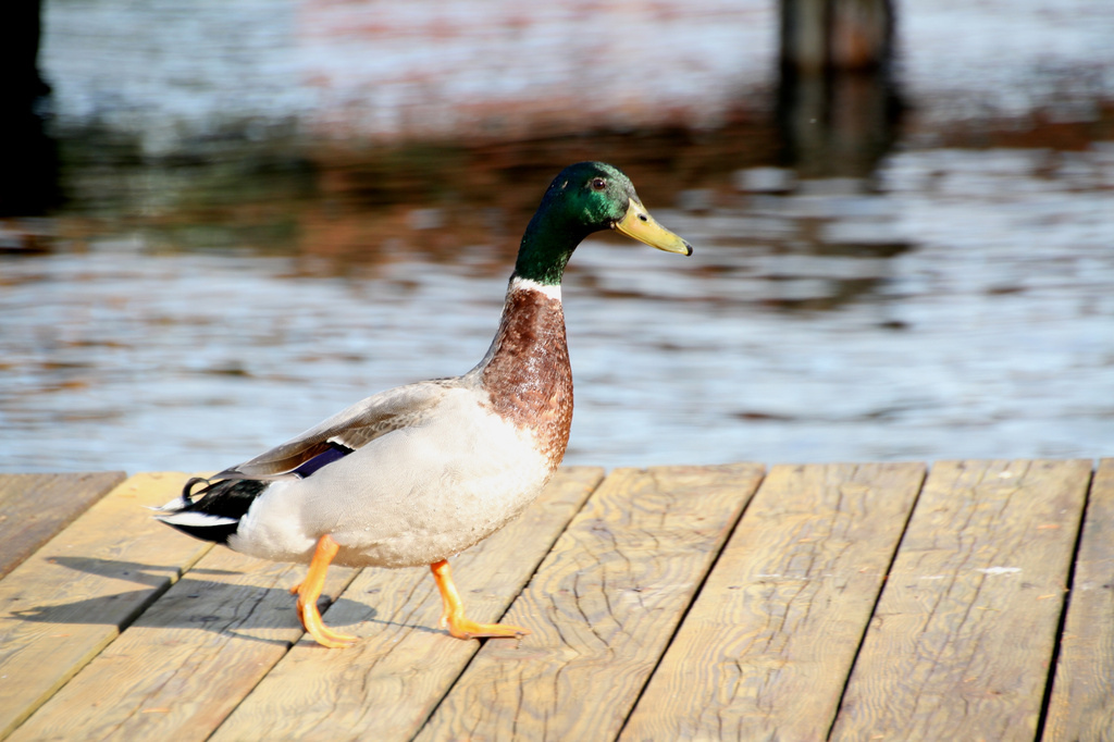 Duck on the Dock by whiteswan