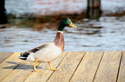 25th May 2013 - Duck on the Dock