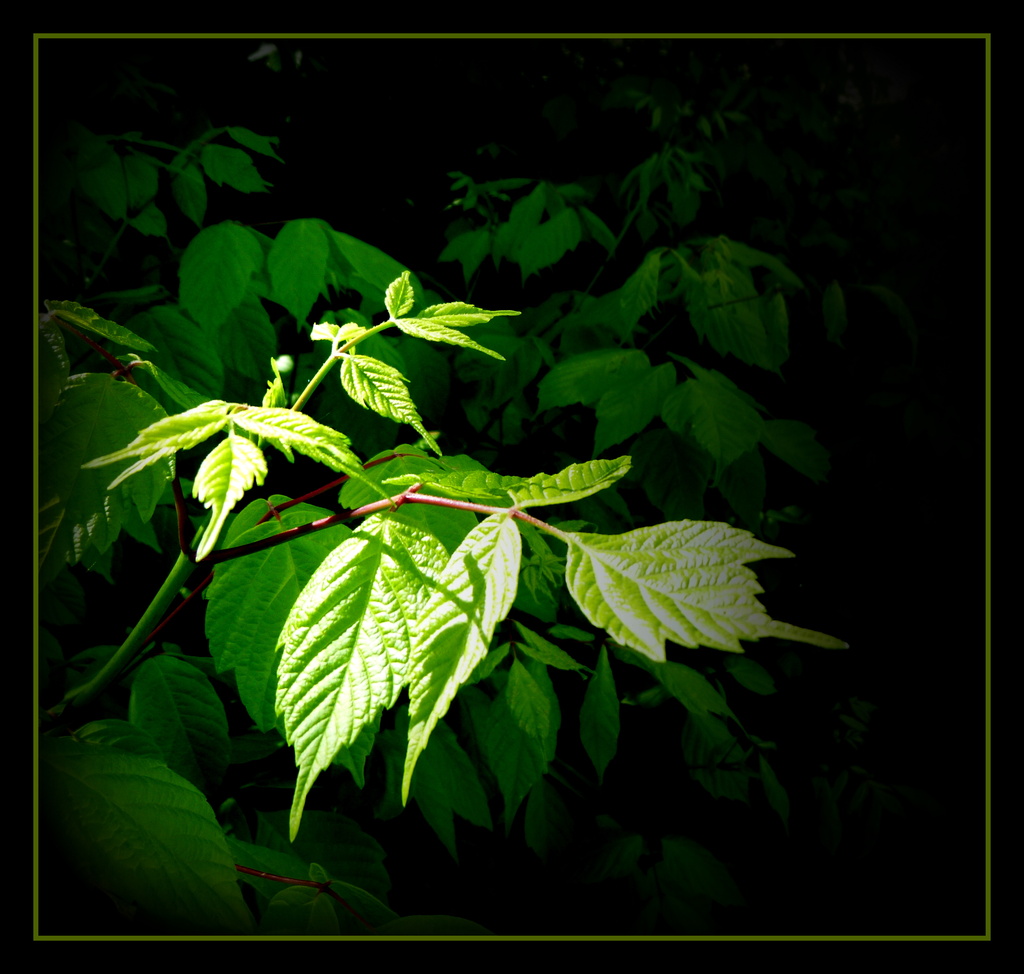Leaves in the Light by calm