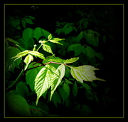 26th May 2013 - Leaves in the Light
