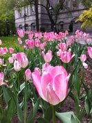 21st May 2013 - Last of the tulips at City Hall in Montreal