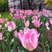Last of the tulips at City Hall in Montreal by dora