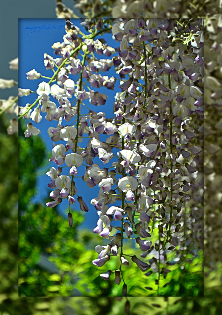 under a canopy of blue wisteria by summerfield