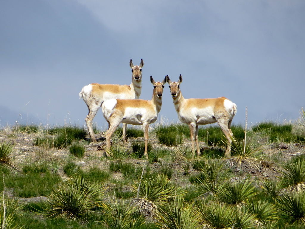More antelope by aecasey