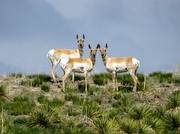 26th May 2013 - More antelope