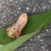 Pupa IMG_4762 by annelis