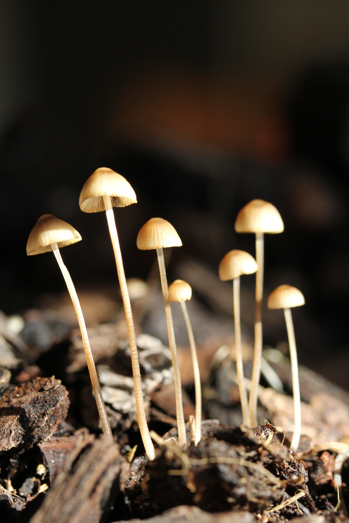 fungi family by rustymonkey