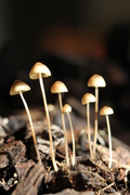27th May 2013 - fungi family