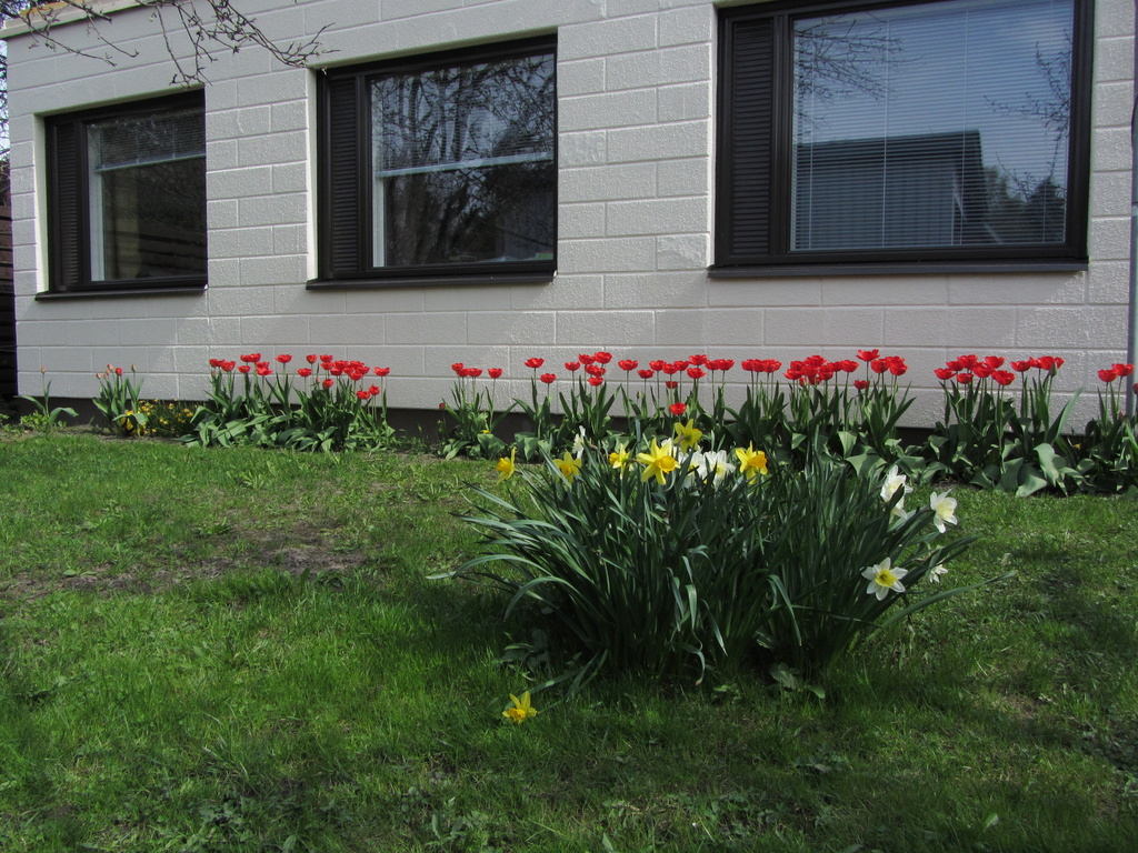 Tulips and daffodils IMG_1852 by annelis