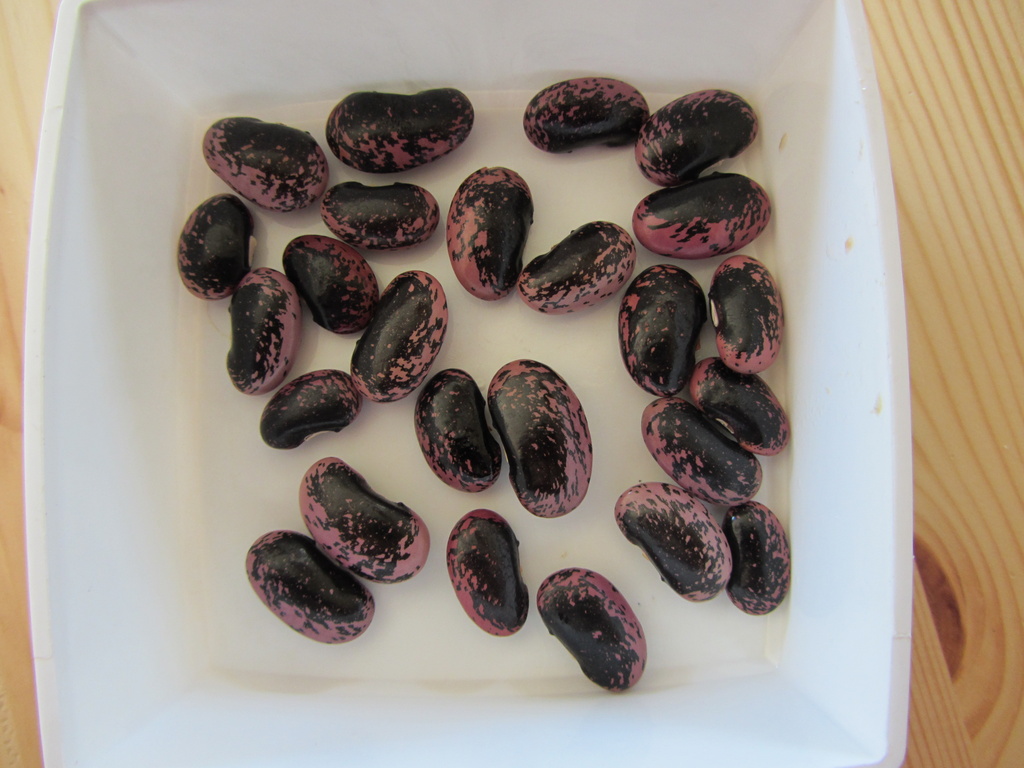 Scarlet runner bean (Phaseolus coccineus) - Ruusupapu by annelis