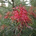 Aussie Native Flower #3 by alia_801