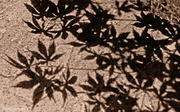 26th May 2013 - 26.5.13 Maple Shadow