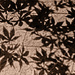 26.5.13 Maple Shadow by stoat