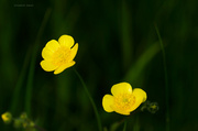 27th May 2013 - Buttercup
