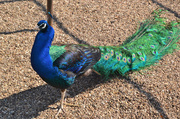 27th May 2013 - Peacock